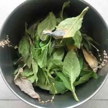 Great Dry Indigo Leaves
